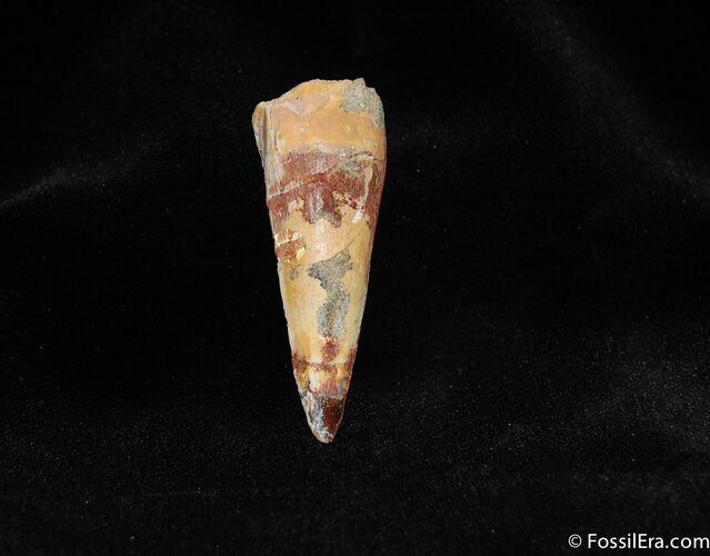 Inch Spinosaurus Tooth - Great Value #304